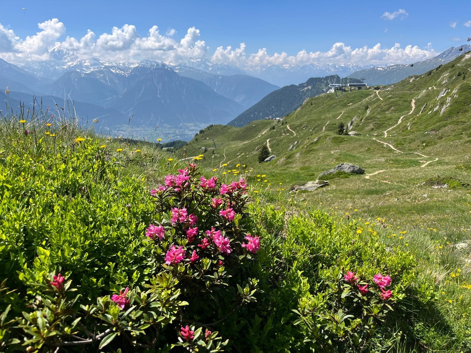 Alpenrose_David