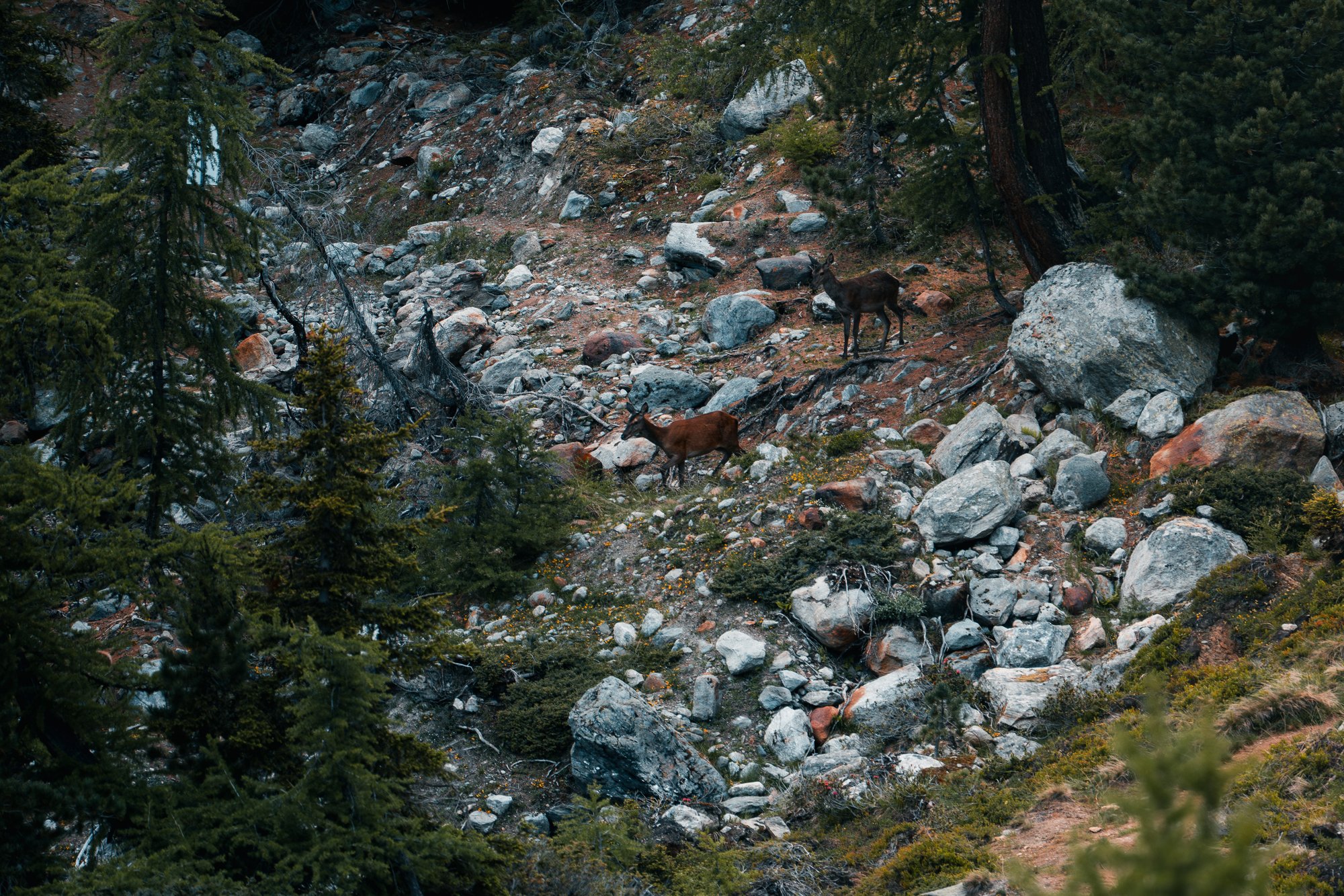 Wildhüter-Adrian-Schmid-Aletsch-Arena-Rehe