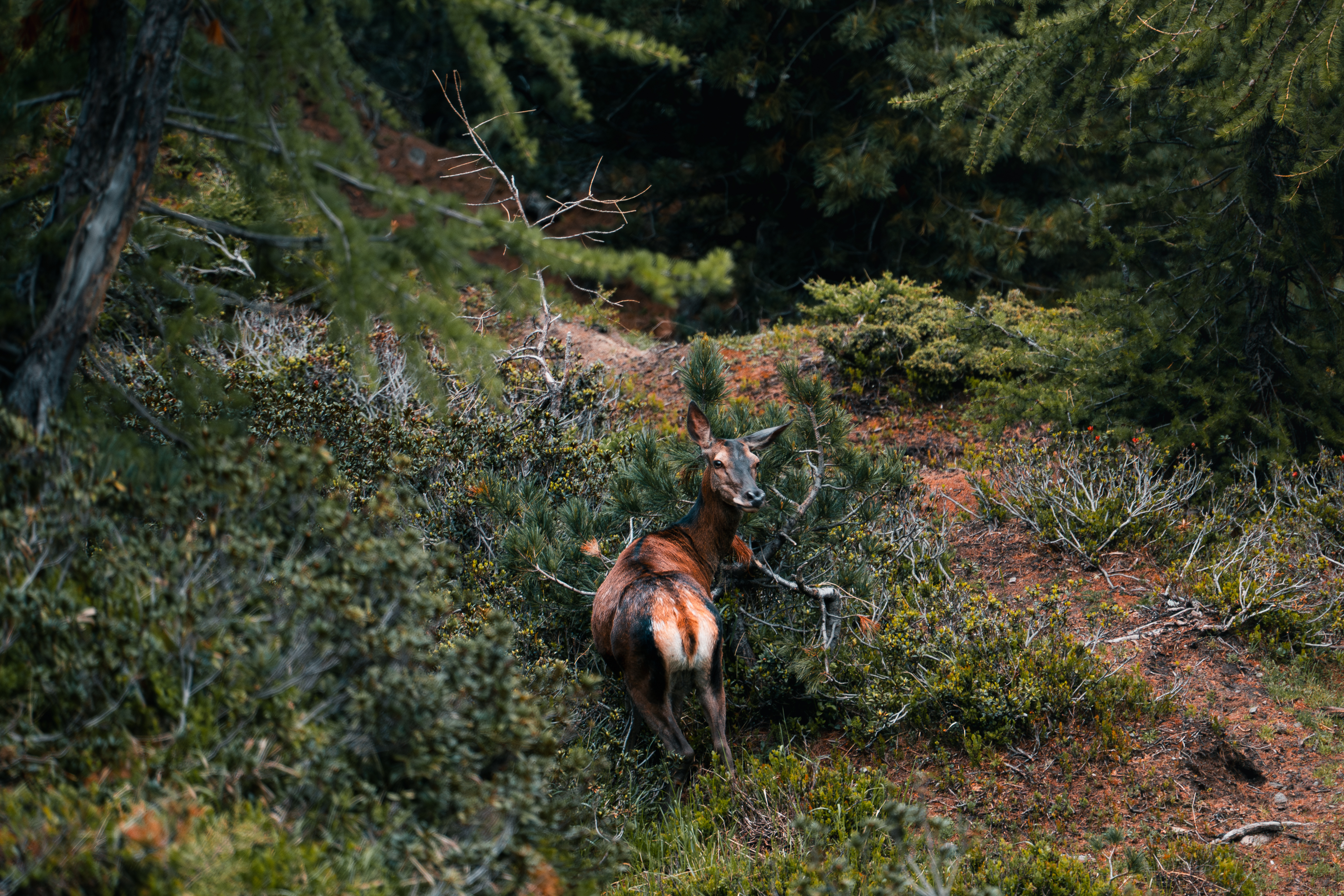 https://4981235.fs1.hubspotusercontent-eu1.net/hubfs/4981235/00-Blog-Gletschergefl%C3%BCster/ein-tag-mit-wildh%C3%BCter-12.jpg